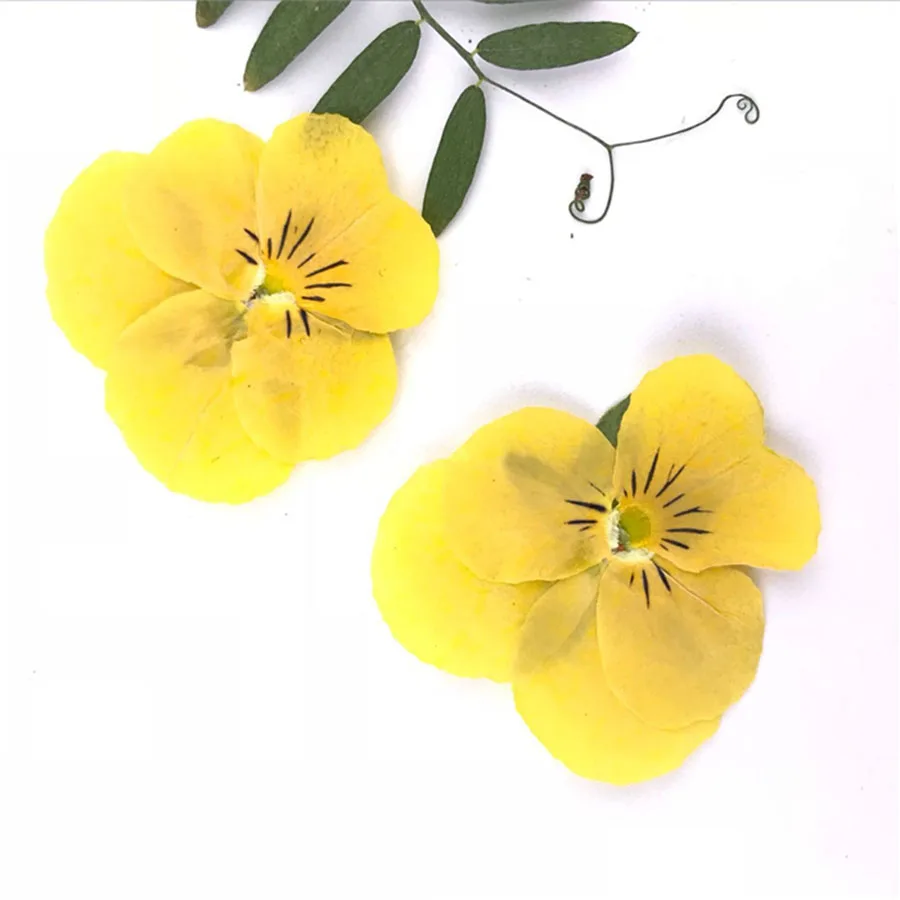 250 adet Kurutulmuş Preslenmiş Sarı Hercai Menekşe Corydalis Suaveolens Hance Çiçek Bitkiler Herbaryum Takı Imi telefon kılıfı DIY